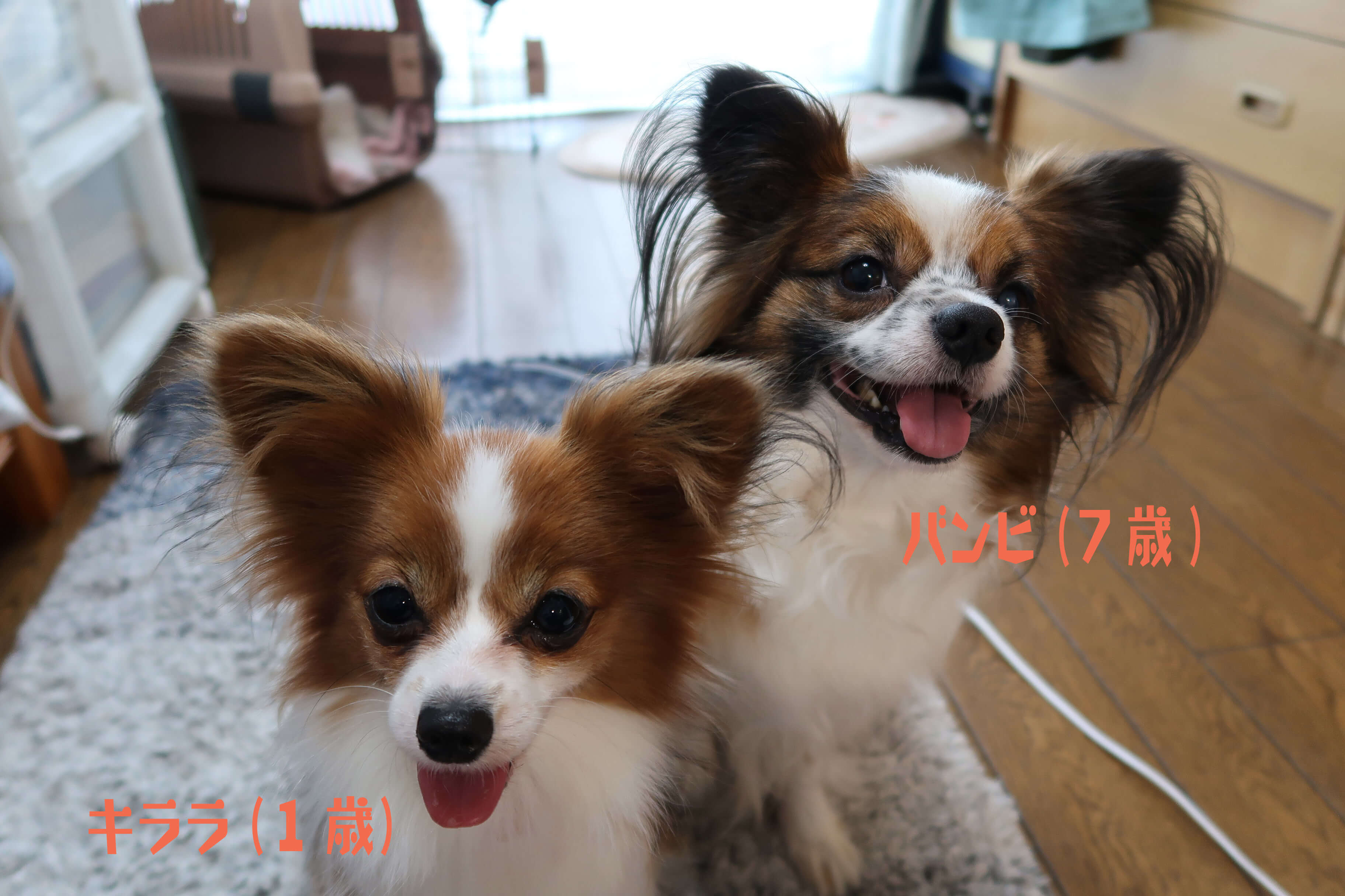 パピヨンの写真 キララ(1歳) バンビ(7歳)